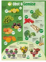 Gazetka promocyjna Vmarkt - Prospekte - Gazetka - ważna od 01.10 do 01.10.2025 - strona 4 - produkty: Alpenveilchen, beere, beeren, bio, broccoli, ingwer, korb, leine, paprika, paprika rot, pflanze, pilze, Ria, rum, salat, salatherzen, Schal, Schale, Spitzpaprika, Steinpilze, Ti, topf, Vase