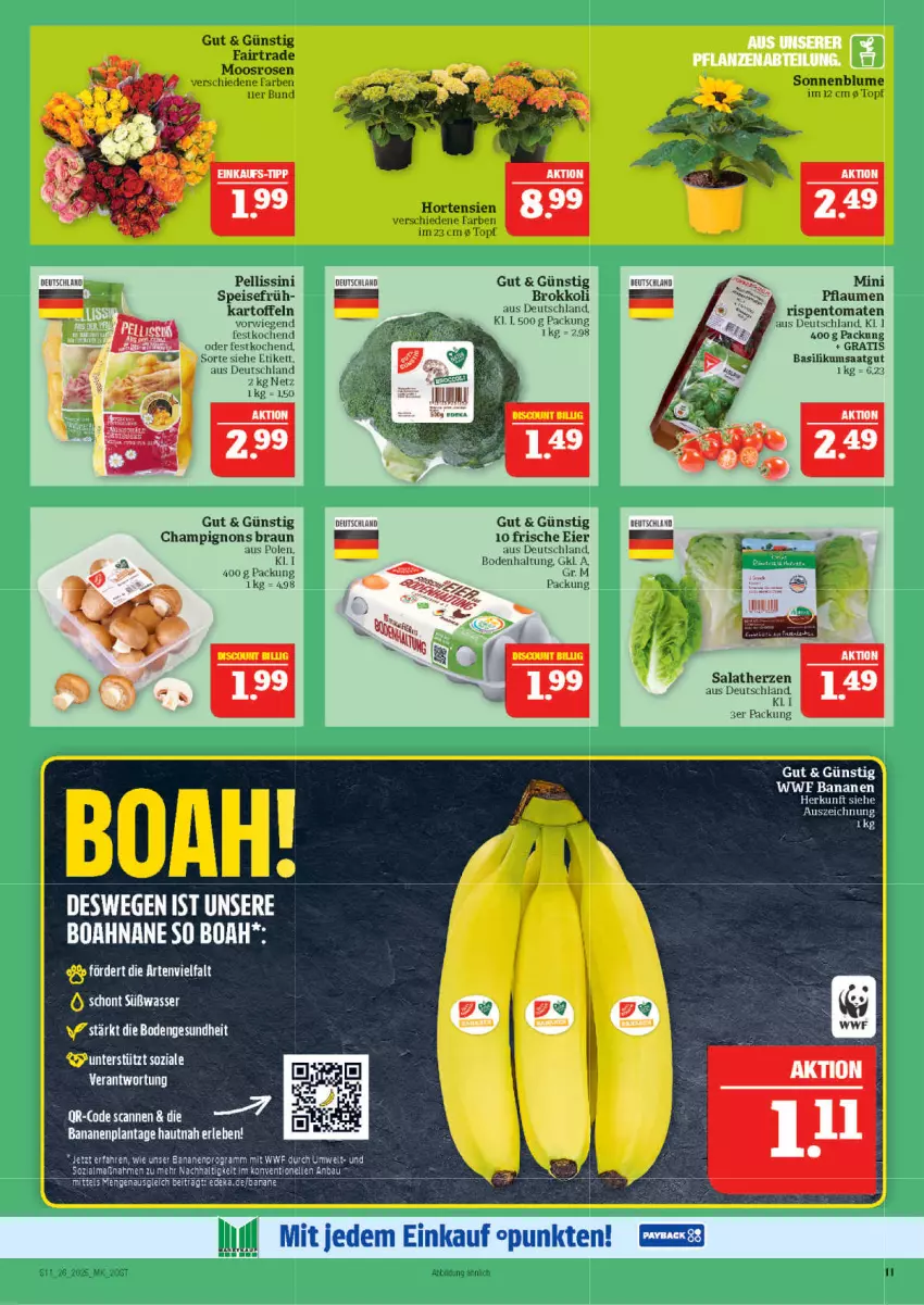 Aktueller Prospekt Marktkauf - Prospekt - von 22.06 bis 28.06.2025 - strona 11 - produkty: banane, bananen, basilikum, Bau, blume, braun, brokkoli, champignon, champignons, champignons braun, deka, eier, eis, elle, hortensie, hortensien, kartoffel, kartoffeln, pflaume, pflaumen, rispentomaten, rosen, salat, salatherzen, sonnenblume, Ti, tomate, tomaten, topf