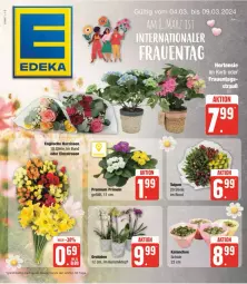 Gazetka promocyjna Edeka - Prospekte - Gazetka - ważna od 09.03 do 09.03.2024 - strona 5 - produkty: eis, Kalanchoe, Narzissen, orchidee, Primeln, reis, rosen, Schal, Schale, Ti, topf, ZTE