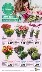 Gazetka promocyjna Lidl - Aktionsprospekt - Gazetka - ważna od 26.08 do 26.08.2023 - strona 9 - produkty: angebot, chrysanthemen, eis, HP, Kalanchoe, Mett, orchidee, pflanze, pflanzen, phalaenopsis, reis, rosen, Rosenstrauß, Schal, Schale, Schmetterling, schmetterlingsorchidee, Ti, topf, ZTE