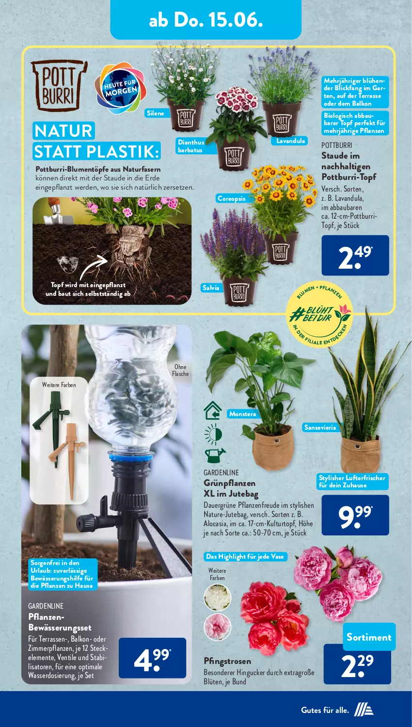 Aktueller Prospekt AldiSud - NÄCHSTE WOCHE - von 12.06 bis 17.06.2023 - strona 30 - produkty: Abba, asti, auer, Bau, bio, blume, blumen, Blüte, ente, erde, flasche, Garten, Grünpflanzen, kulturtopf, lufterfrischer, monster, Monstera, natur, oreo, Pfingstrosen, pflanze, pflanzen, Ria, rosen, Ti, topf, Vase, wasser