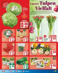 Gazetka promocyjna Edeka - Prospekte - Gazetka - ważna od 22.02 do 22.02.2025 - strona 7 - produkty: Brei, pflanze, pflanzen, Ti