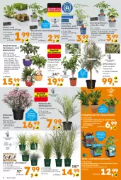 Gazetka promocyjna  - Gazetka - ważna od 24.05 do 24.05.2025 - strona 4 - produkty: ananas, apfel, Bad, Bau, Blüte, cin, Container, ente, erde, Feigen, Ficus, grana, granatapfel, Grünpflanzen, gurke, gurken, Kaki, kirsch, kirsche, kirschen, korb, mais, obst, olive, oliven, paprika, pflanze, pflanzen, pflaume, popcorn, punica, Rana, salat, Schal, Schale, Thea, Ti, tomate, tomaten, topf, und gemüse, wasser, wein, Yo, zucker