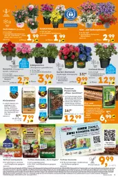 Gazetka promocyjna - Gazetka - ważna od 24.05 do 24.05.2025 - strona 5 - produkty: balkonpflanzen, Bau, beutel, bio, blume, blumen, blumenerde, Blüte, dekoration, eis, elle, erde, Garten, geranie, geranien, hortensie, HP, hydrangea, hydrangea macrophylla, Kinder, Körbchen, Kraut, kräuter, LG, mac, natur, obst, Obstpflanzen, Pelargonium, pflanze, pflanzen, rasen, Rasenerde, reis, rind, Rollrasen, rosen, rum, sac, starlight, Ti, topf, usb, Yo
