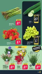 Gazetka promocyjna Netto - Woche 21 - Gazetka - ważna od 25.05 do 25.05.2024 - strona 3 - produkty: ball, beere, beeren, blume, eis, Engel, erdbeere, erdbeeren, gurke, lavendel, reis, spargel, spargel grün, Ti, trauben