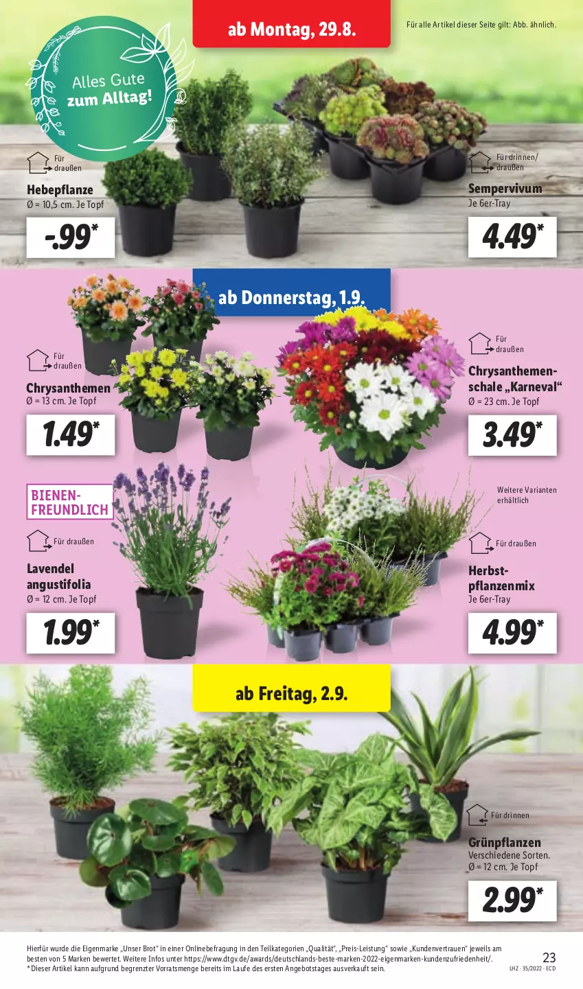 Aktueller Prospekt Lidl - Aktionsprospekt - von 29.08 bis 03.09.2022 - strona 23 - produkty: angebot, brot, chrysanthemen, eis, Grünpflanzen, lavendel, pflanze, pflanzen, reis, Ria, Schal, Schale, Sempervivum, Ti, topf, ZTE