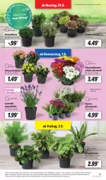 Gazetka promocyjna Lidl - Aktionsprospekt - Gazetka - ważna od 03.09 do 03.09.2022 - strona 23 - produkty: angebot, brot, chrysanthemen, eis, Grünpflanzen, lavendel, pflanze, pflanzen, reis, Ria, Schal, Schale, Sempervivum, Ti, topf, ZTE