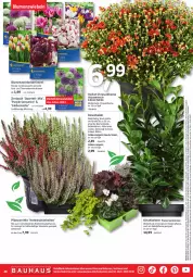 Gazetka promocyjna Bauhaus - Prospekte - Gazetka - ważna od 30.09 do 30.09.2023 - strona 48 - produkty: abholpreise, angebot, angebote, asus, Bau, blume, blumen, Brei, dekoration, dell, eis, elle, Heu, kirsch, lamm, leuchtmittel, LG, Mode, pflanze, pflanzen, reis, rum, Schmuck, Ti, topf, zwiebel, zwiebeln