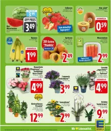 Gazetka promocyjna Edeka - Prospekte - Gazetka - ważna od 23.05 do 23.05.2026 - strona 6 - produkty: aprikose, aprikosen, banane, bananen, beere, beeren, blume, Campanula, deka, Elan, elle, erdbeere, erdbeeren, kiwi, lavendel, melone, orchidee, Pfingstrosen, pflanze, pflanzen, rosen, Schal, Schale, sonnenblume, Ti, tisch, topf, wasser, wassermelone, zespri