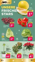 Gazetka promocyjna Netto - Woche 49 - Gazetka - ważna od 09.12 do 09.12.2023 - strona 2 - produkty: eis, eisbergsalat, Kalanchoe, orchidee, paprika, paprika rot, Pomelo, sac, salat, spitzkohl, Ti, topf, trauben, Weihnachtsstern, windlicht