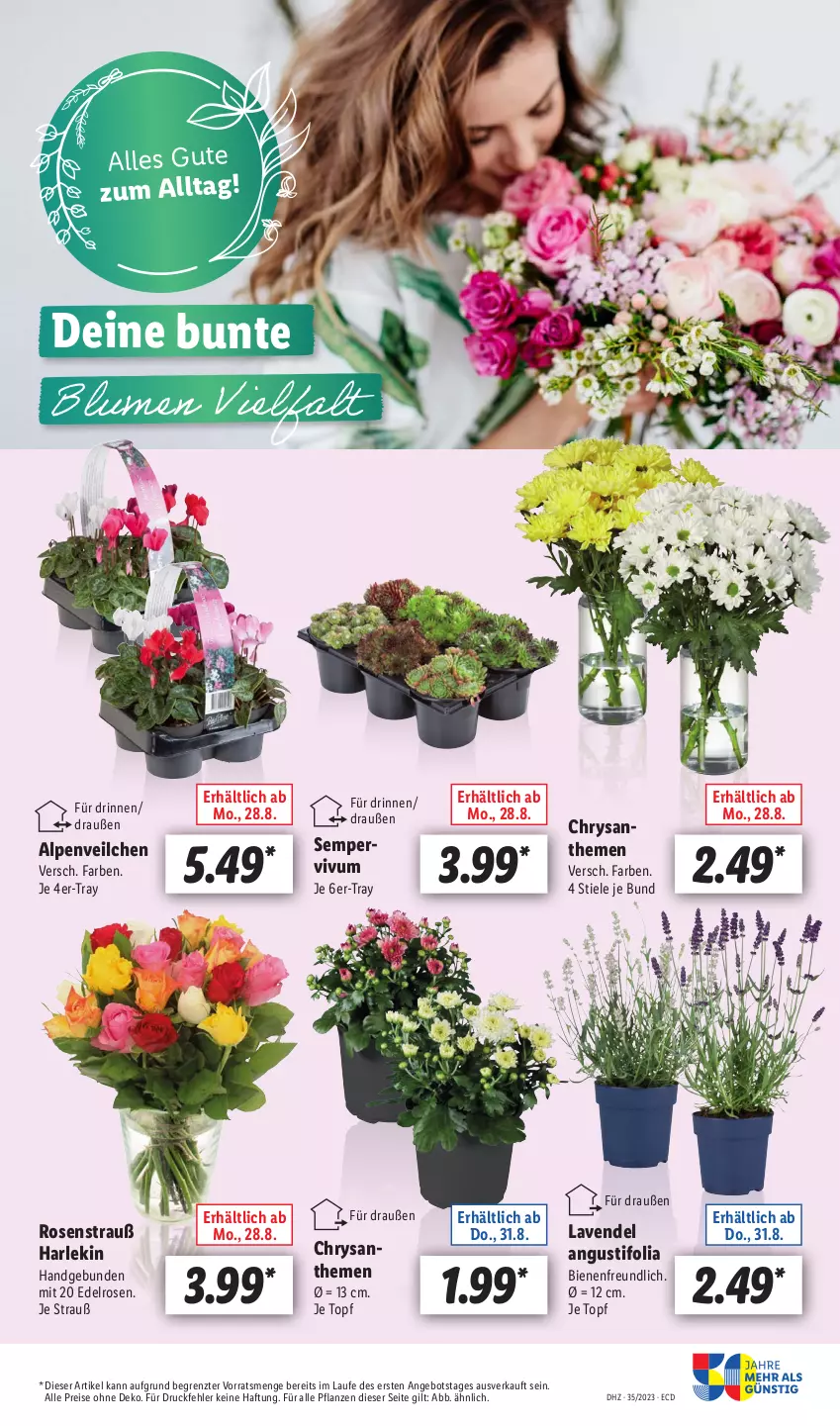 Aktueller Prospekt Lidl - Aktionsprospekt - von 28.08 bis 02.09.2023 - strona 23 - produkty: Alpenveilchen, angebot, eis, lavendel, pflanze, pflanzen, reis, rosen, Rosenstrauß, Ti, topf, ZTE