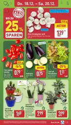 Gazetka promocyjna Aldi Nord - Von Montag - Gazetka - ważna od 20.12 do 20.12.2025 - strona 30 - produkty: aubergine, ball, Blüte, braten, champignon, champignons, datteltomaten, Germ, gin, kulturtopf, LG, pfanne, pfannen, pflanze, phalaenopsis, Ria, salat, Schal, Schale, Ti, tomate, tomaten, topf, übertopf, ZTE, zwiebel, zwiebeln
