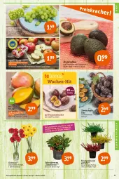 Gazetka promocyjna Tegut - Angebote der Woche - Gazetka - ważna od 15.10 do 15.10.2022 - strona 5 - produkty: angebot, angebote, avocado, avocados, Bau, beere, beeren, bio, blume, blumen, dekoration, früchte, Germ, mango, obst, pflanze, pflanzen, Ria, Schal, Schale, tee, Ti, topf, trauben, wein