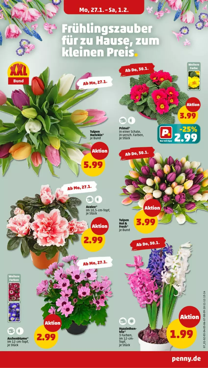 Aktueller Prospekt Penny - Prospekte - von 27.01 bis 01.02.2025 - strona 7 - produkty: blume, Schal, Schale, topf