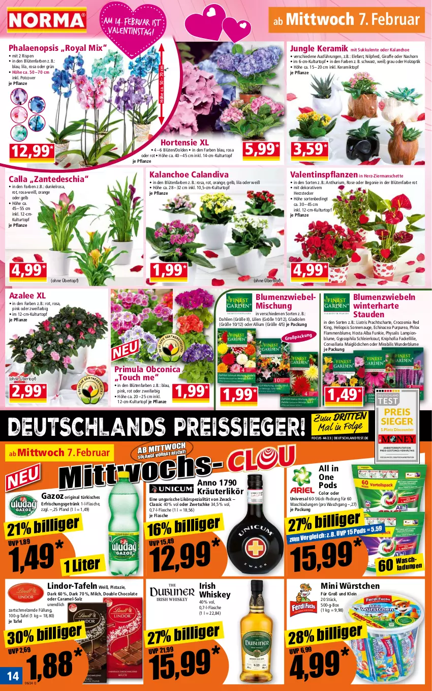 Aktueller Prospekt Norma - Norma - von 05.02 bis 12.02.2024 - strona 14 - produkty: Begonie, blume, blumen, Blüte, caramel, chia, cola, dahlie, Echinacea, eier, eis, Elefant, ente, erfrischungsgetränk, flasche, getränk, gin, Gladiolen, Holz, hortensie, irish whiskey, Kalanchoe, Kraut, kräuter, kräuterlikör, kulturtopf, lamm, LG, likör, lindor, milch, orange, pflanze, pflanzen, phalaenopsis, Physalis, Pods, reis, reiss, Ria, salz, Spezi, stauden, Sukkulente, Ti, topf, übertopf, whiskey, würstchen, zwiebel, zwiebeln