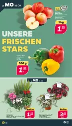 Gazetka promocyjna Netto - Woche 38 - Gazetka - ważna od 23.09 do 23.09.2023 - strona 2 - produkty: Begonie, paprika, sac, Ti, topf
