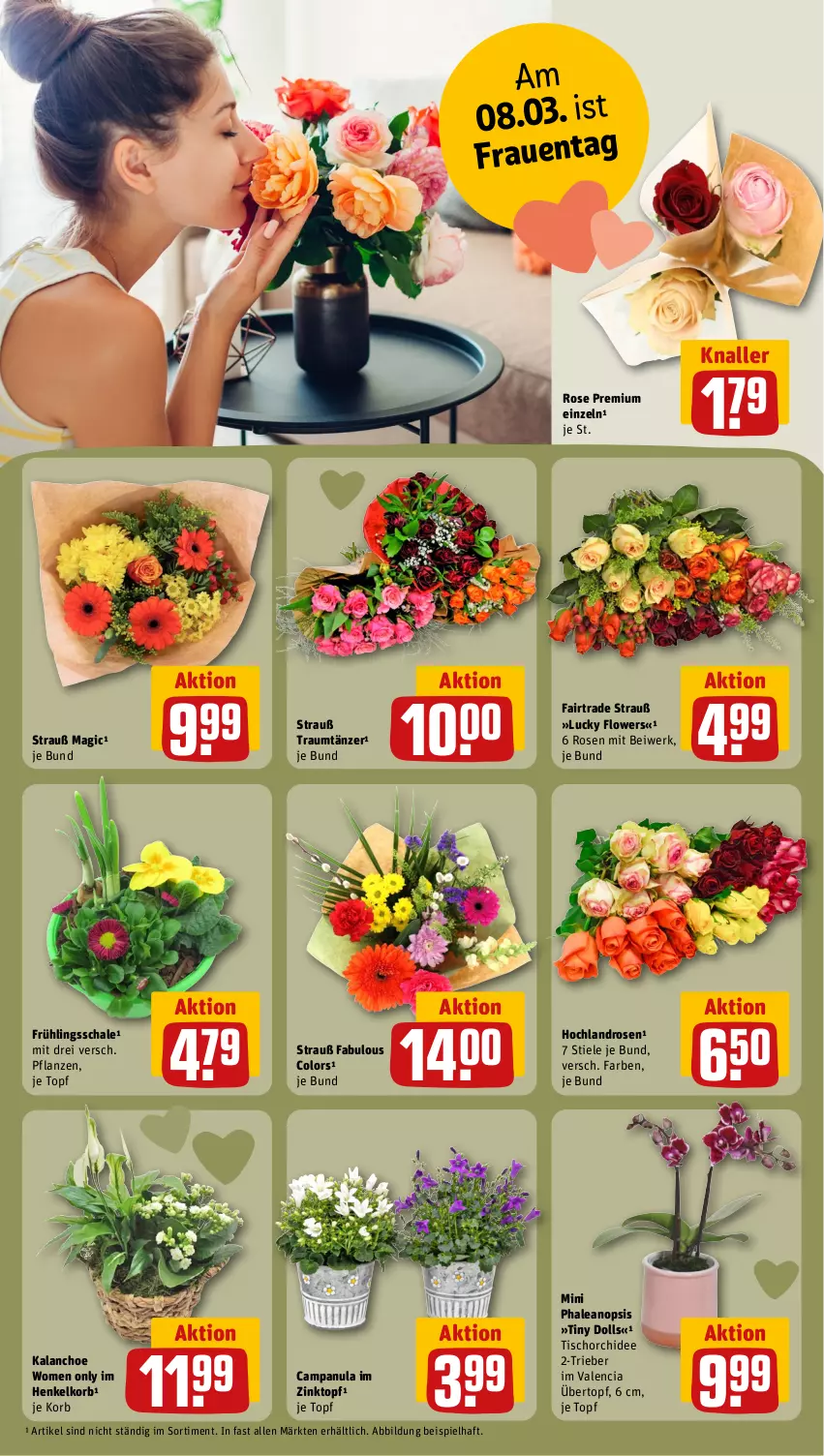 Aktueller Prospekt Rewe - Prospekte - von 04.03 bis 09.03.2024 - strona 12 - produkty: Campanula, eis, Flowers, henkel, hochland, Kalanchoe, korb, orchidee, pflanze, pflanzen, rosen, Schal, Schale, Ti, tisch, topf, übertopf