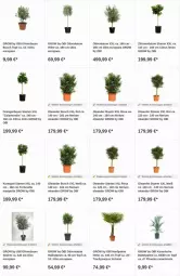 Gazetka promocyjna Obi - Prospekte - Gazetka - ważna od 15.11 do 15.11.2023 - strona 11 - produkty: Bau, citrus, limo, olive, oliven, orange, orangen, Ti, topf, zitrone, zitronen