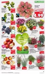 Gazetka promocyjna Kaufland - Gazetka - ważna od 21.09 do 21.09.2022 - strona 15 - produkty: angebot, angebote, beere, beeren, bio, blume, chrysanthemen, corona, Draht, henkel, kiwi, korb, Kürbis, limette, limetten, mac, Mett, metten, pflanze, pflanzen, Pink Lady, rosen, Rosenstrauß, Schal, Schale, tafeläpfel, Ti, tisch, topf