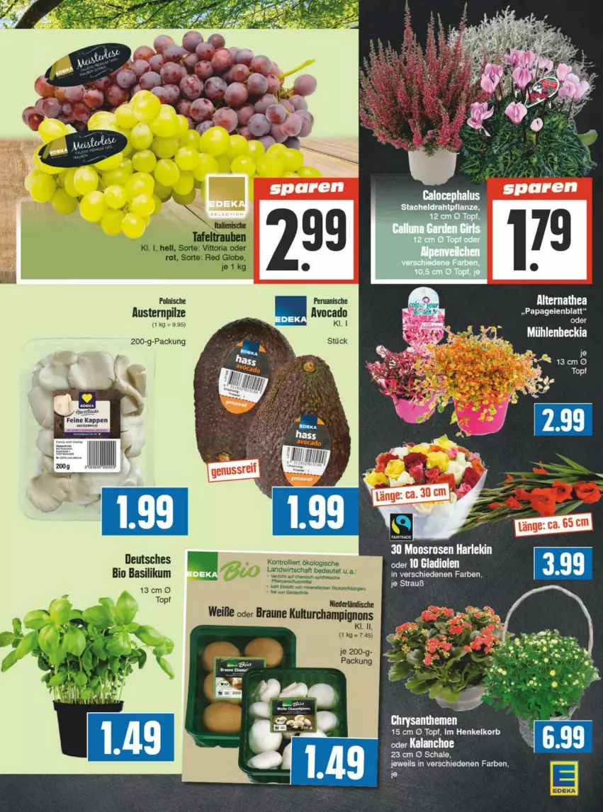 Aktueller Prospekt Edeka - Prospekte - von 31.08 bis 07.09.2024 - strona 3 - produkty: aust, Austern, Bad, basilikum, Bau, bett, bio, braun, champignon, champignons, henkel, Heu, korb, pilze, topf, trolli