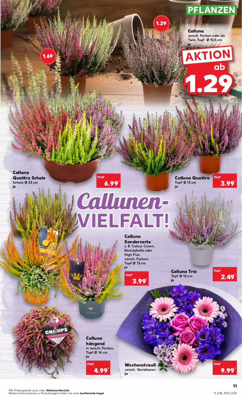 Aktueller Prospekt Kaufland - von 22.09 bis 28.09.2022 - strona 11 - produkty: angebot, angebote, elle, pflanze, pflanzen, Ria, Schal, Schale, Ti, topf, topf ø 12 cm