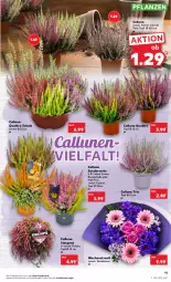 Gazetka promocyjna Kaufland - Gazetka - ważna od 28.09 do 28.09.2022 - strona 11 - produkty: angebot, angebote, elle, pflanze, pflanzen, Ria, Schal, Schale, Ti, topf, topf ø 12 cm