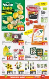 Gazetka promocyjna E Center - Angebote der Woche - Gazetka - ważna od 02.07 do 02.07.2022 - strona 4 - produkty: banane, bananen, beutel, bio, braun, champignon, champignons, deka, edeka bio, eimer, eis, fleisch, Galia-melone, melone, melonen, möhren, pfirsich, pfirsiche, pflanze, pflaume, pflaumen, Schal, Schale, speisemöhren, tafeltrauben, tee, Ti, tomate, tomaten, topf, trauben, Vase