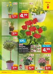 Gazetka promocyjna Netto Marken-Discount - Filial-Angebote - Gazetka - ważna od 01.04 do 01.04.2023 - strona 7 - produkty: angebot, bestpreis, dip, dipladenia, eis, erde, geranie, geranien, kissen, lavendel, Narzissen, pflanze, pflanzen, reis, stauden, Ti, topf, ZTE