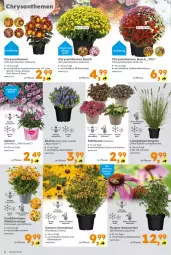 Gazetka promocyjna  - Gazetka - ważna od 24.08 do 24.08.2024 - strona 4 - produkty: Blüte, chrysanthemen, Echinacea, Garten, Lampe, oreo, pflanze, Ti, topf