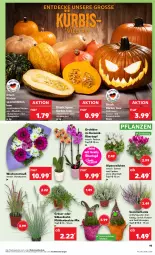 Gazetka promocyjna Kaufland - Prospekt - Gazetka - ważna od 18.10 do 18.10.2023 - strona 19 - produkty: Alpenveilchen, angebot, angebote, butter, Draht, eis, Kürbis, orchidee, pflanze, pflanzen, Ria, spaghetti, Spezi, Ti, topf, topf ø 12 cm, übertopf, Wichtel