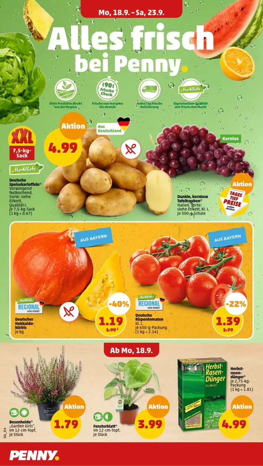 Aktueller Prospekt Penny - Prospekte - von 18.09 bis 23.09.2023 - strona 4 - produkty: dünger, eis, fenster, kartoffel, kartoffeln, rasen, sac, Schal, Schale, Ti, tomate, tomaten, topf