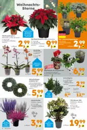 Gazetka promocyjna  - Gazetka - ważna od 23.11 do 23.11.2024 - strona 4 - produkty: Adventskranz, Blüte, elle, Kranz, kräuter, LG, messer, orchidee, pflanze, phalaenopsis, ring, rwe, tee, Ti, topf, Weihnachtsstern, ZTE