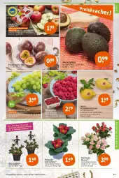 Gazetka promocyjna Tegut - Angebote der Woche - Gazetka - ważna od 31.12 do 31.12.2022 - strona 13 - produkty: angebot, angebote, avocado, avocados, Bau, beere, beeren, bio, Bio-Wein, blume, blumen, dekoration, früchte, glücksklee, himbeer, himbeere, himbeeren, obst, pflanze, pflanzen, Primeln, rosen, Schal, Schale, Ti, topf, trauben, wein, zitrone, zitronen